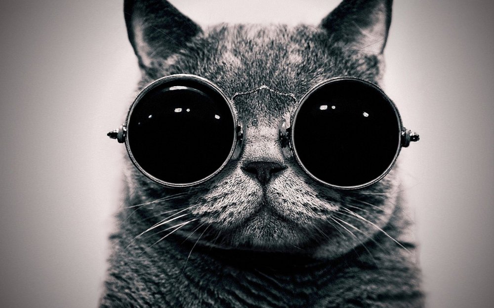 Cats-animals-glasses-sunglasses-hippie-1600x2560.jpg