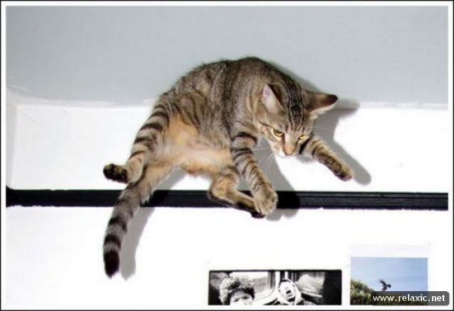 cats_026.jpg