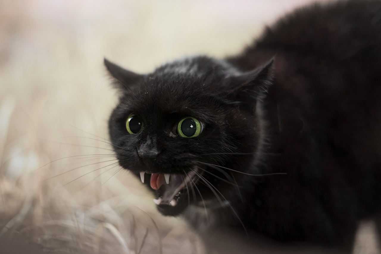 Cats_Canine_tooth_fangs_Black_Roar_Snout_560723_1280x854.jpg