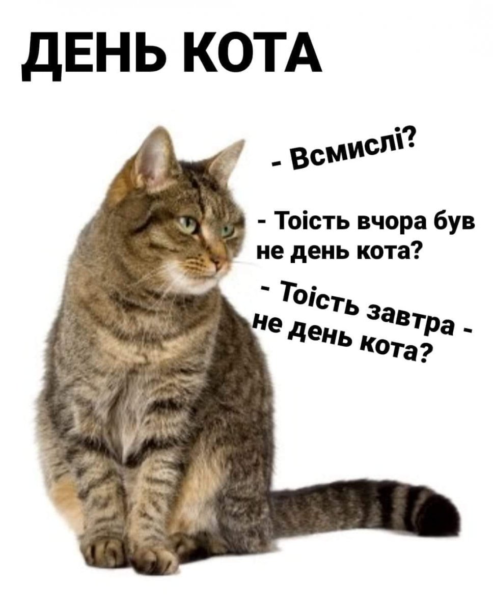 cats_day.jpg