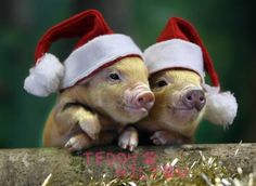 cc16a69f9b628e10254d20cdf98beb7c--christmas-pets-christmas-animals.jpg