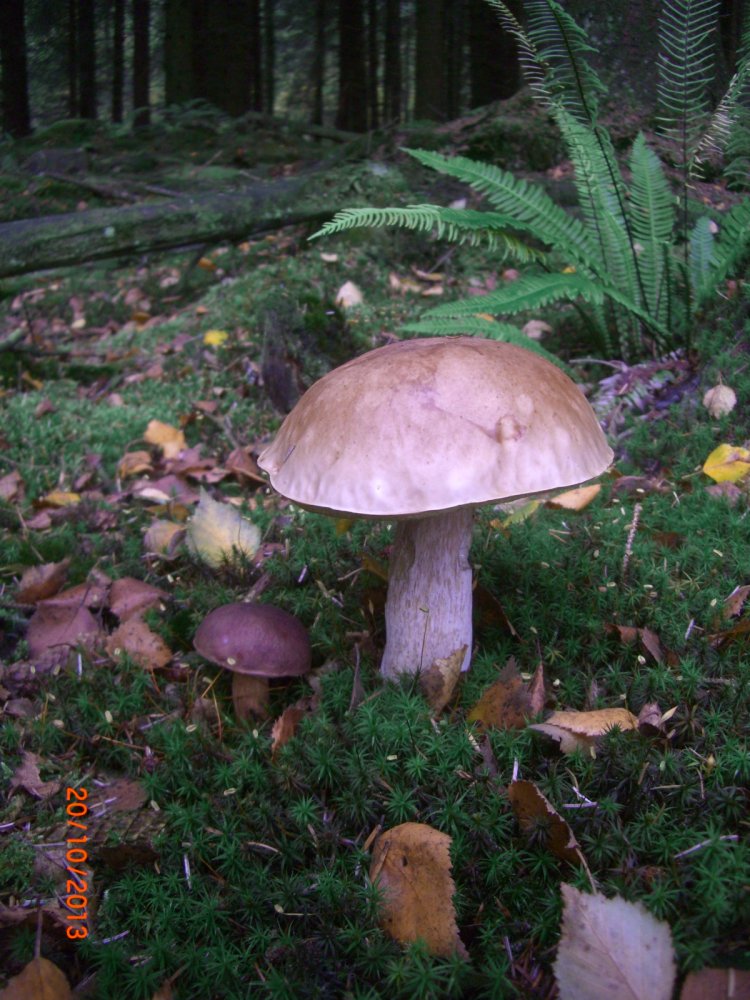 CIMG8750.JPG
