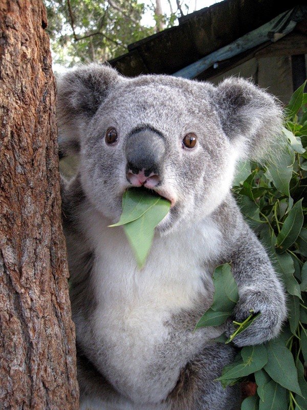 coala.jpg