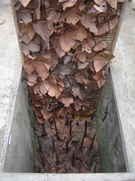 Cu_Chi_Trap_Door  01.jpg