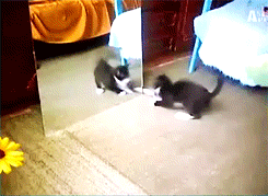 D280CDB0-8BCA-43DF-9939-A9022E03A117.gif