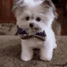 default.gif