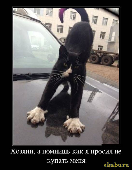 demotivo_watermark_5143b9cd7efa6e6b37307b2c_108_24_10_10_se.jpeg