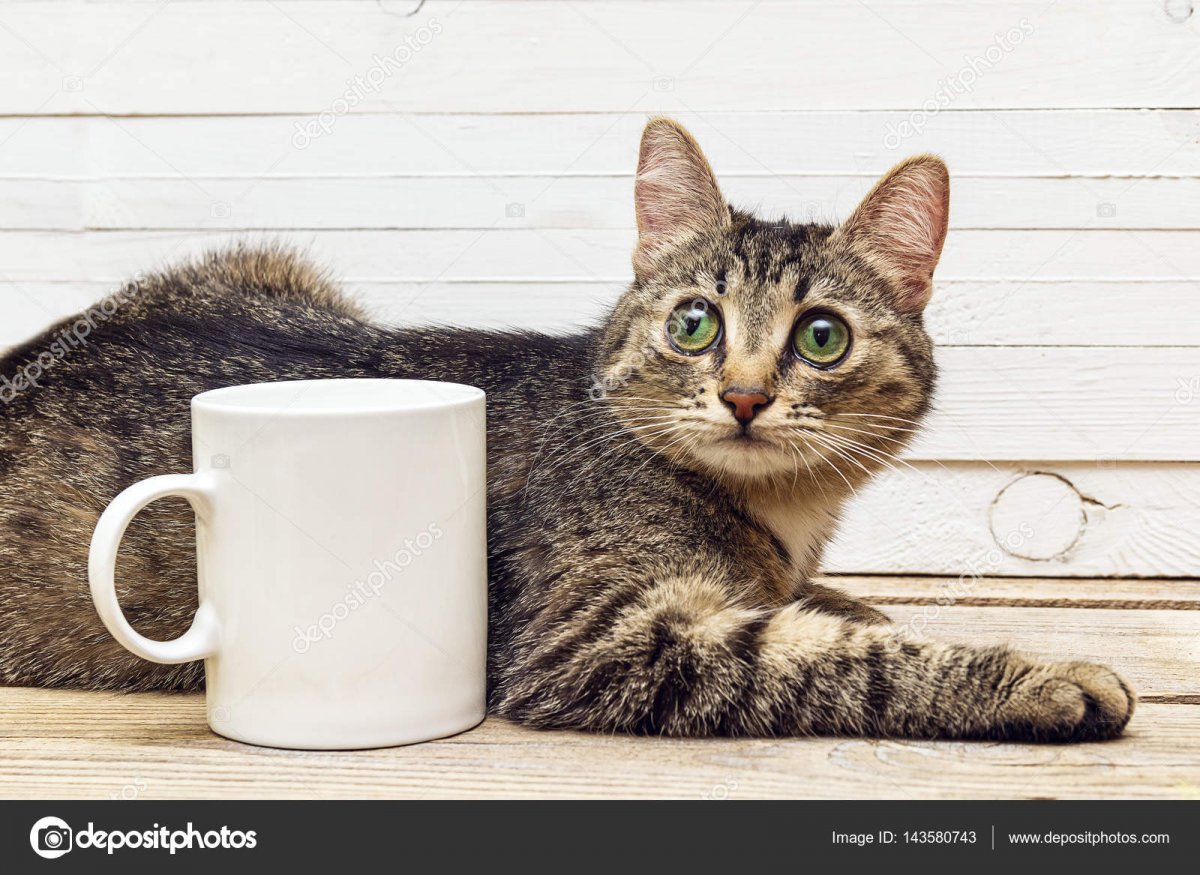 depositphotos_143580743-stock-photo-young-cat-lying-next-to.jpg