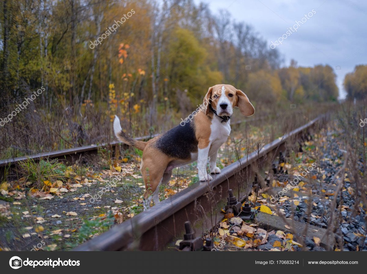 depositphotos_170683214-stock-photo-beagle-in-autumn-forest-on.jpg