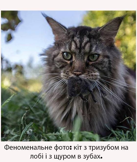 DiYPFoZXUAULUom.jpg