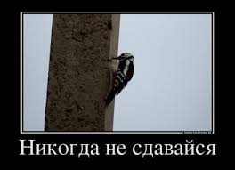 дятел.jpg