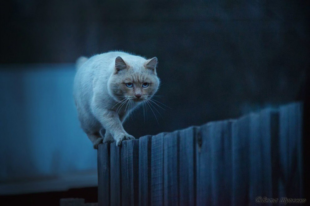 dlyakota.ru_fotopodborki_30-luchshih-snimkov-national-geographic-za-god_1.jpeg