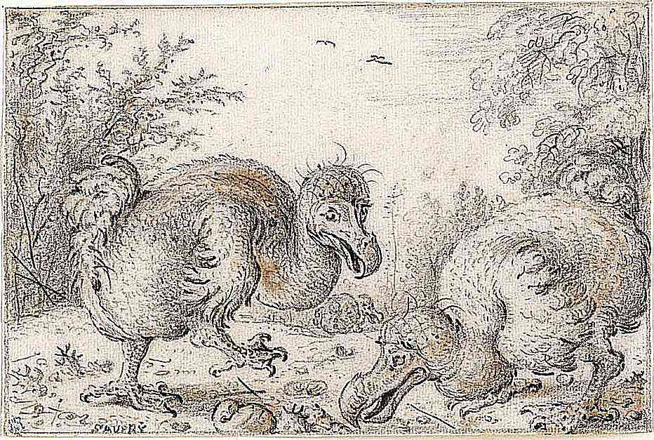 dodo_draw.jpg