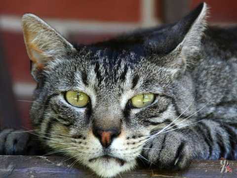 domestic-cat_516_600x450.jpg