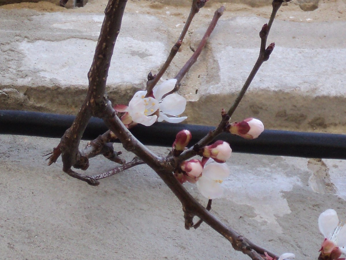 DSC08029.JPG