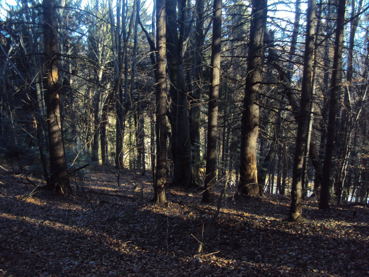 DSC08754.JPG