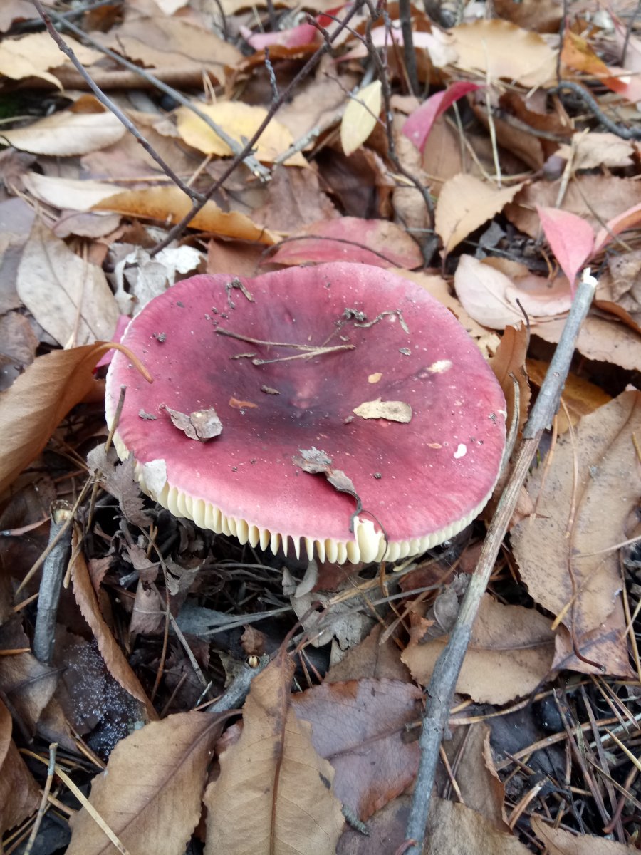 DSC_0007.JPG