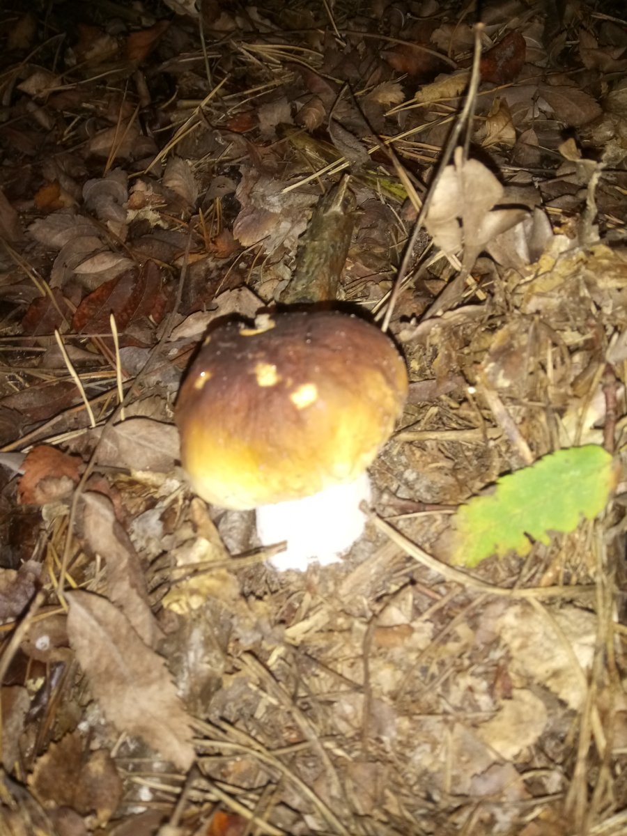 DSC_0007.JPG