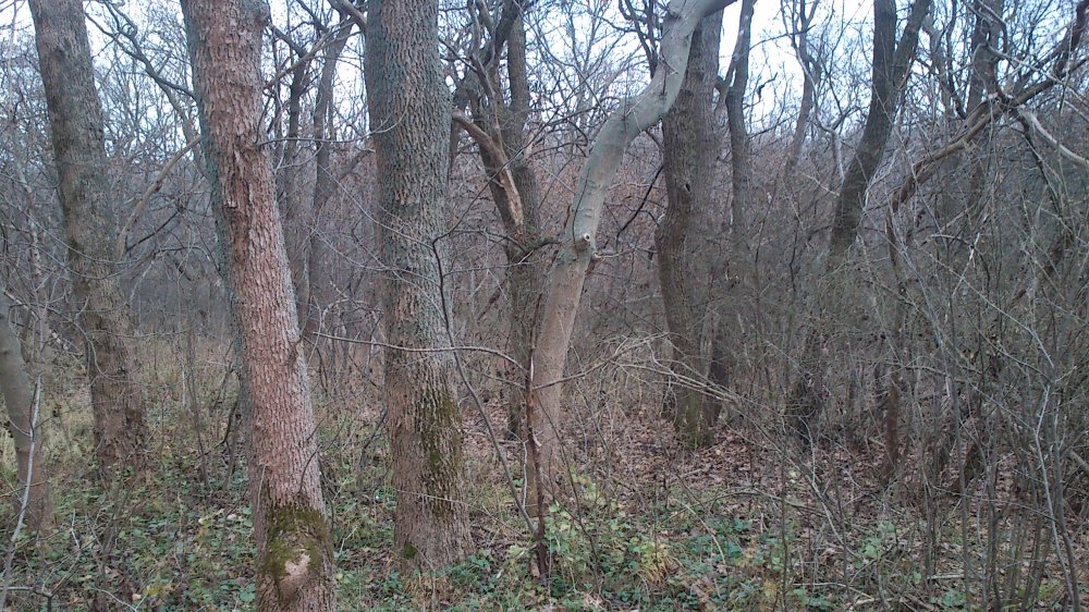DSC_0008.jpg