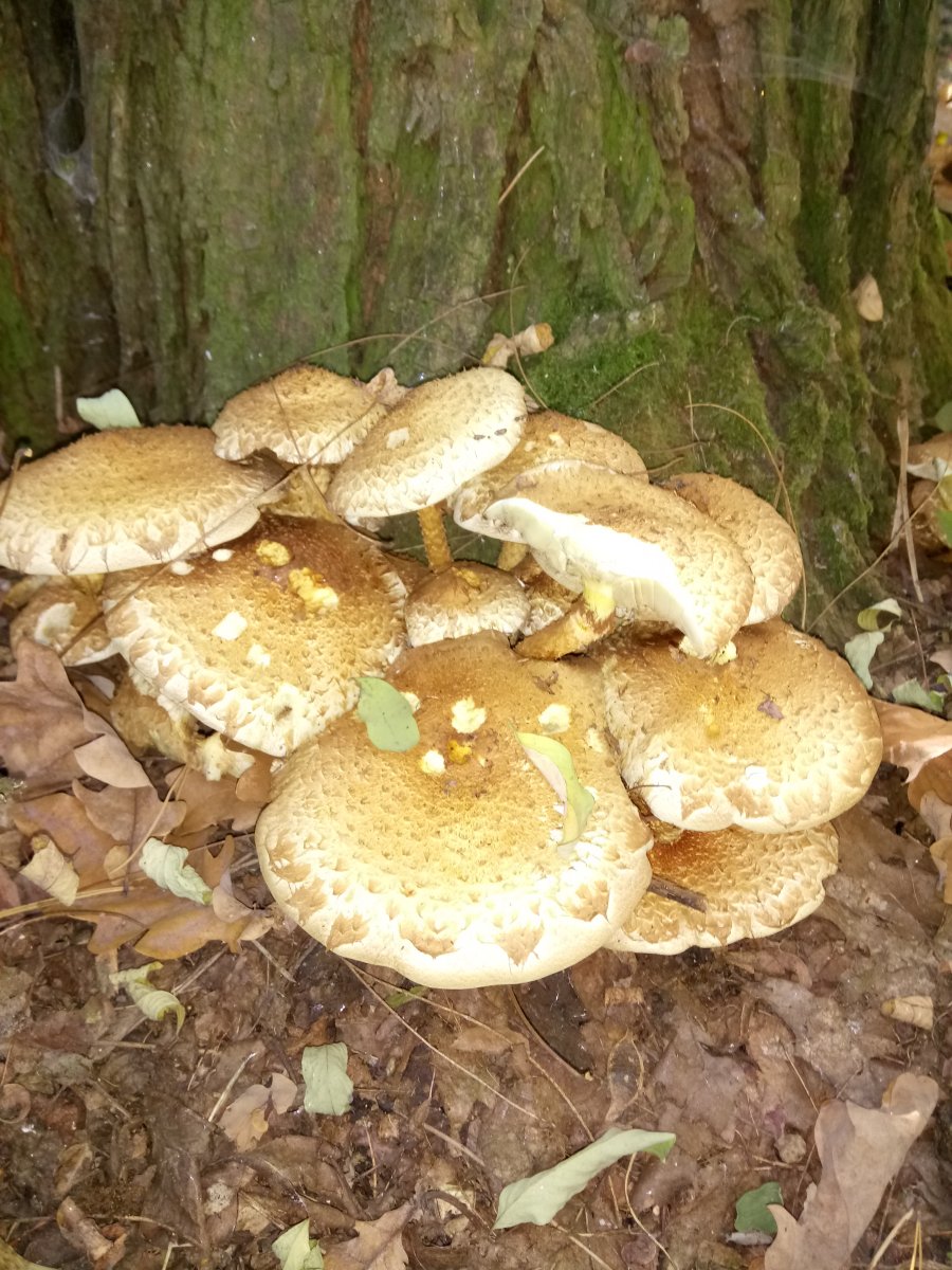 DSC_0022.JPG