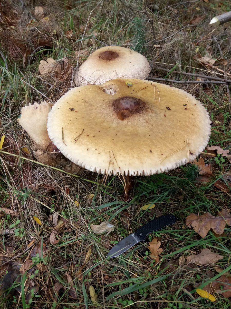 DSC_0034.JPG