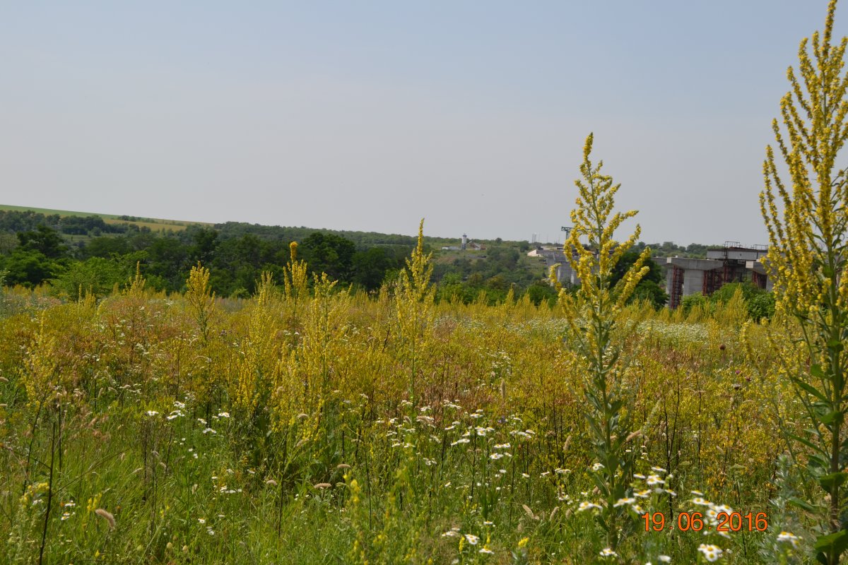 DSC_0253.JPG