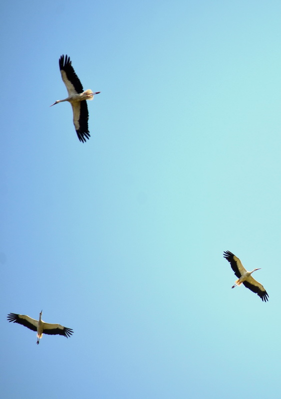 DSC_0461.JPG