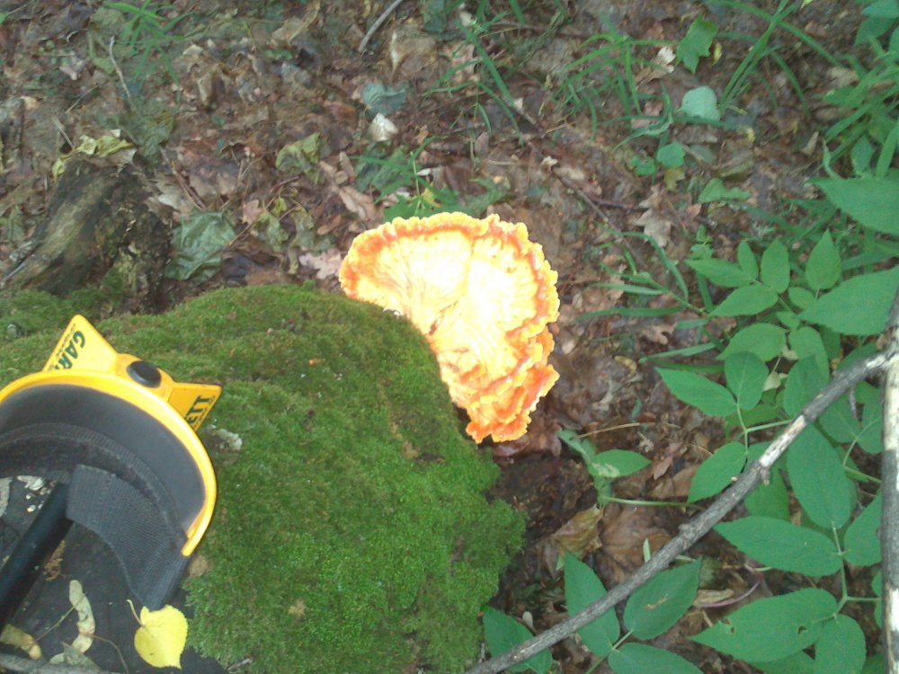 DSC_0862.jpg