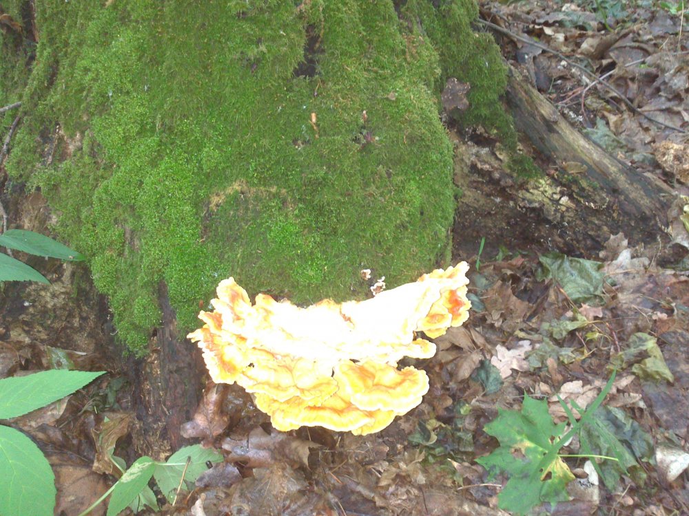 DSC_0863.jpg