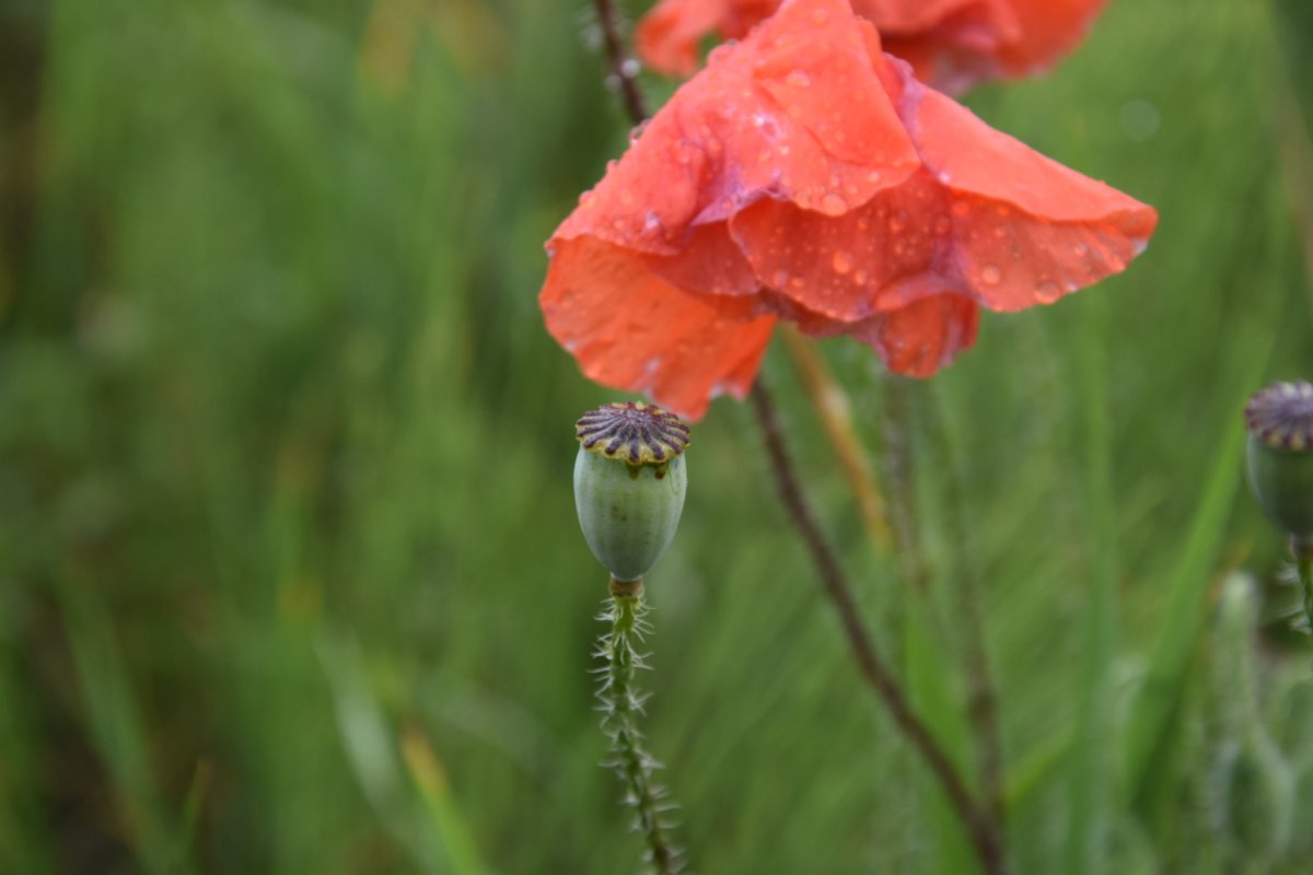 DSC_2176_1.JPG