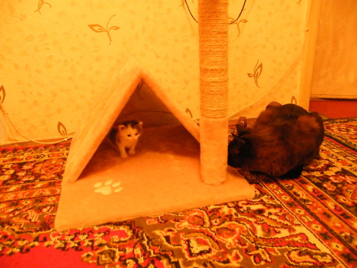 DSCF0310.JPG