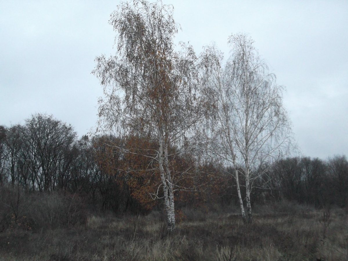 DSCF5472.JPG