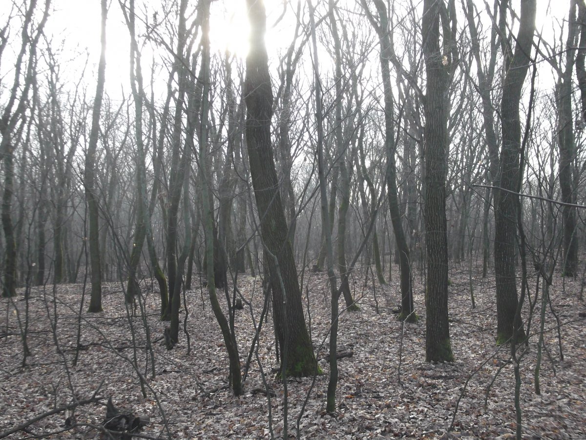 DSCF5991.JPG
