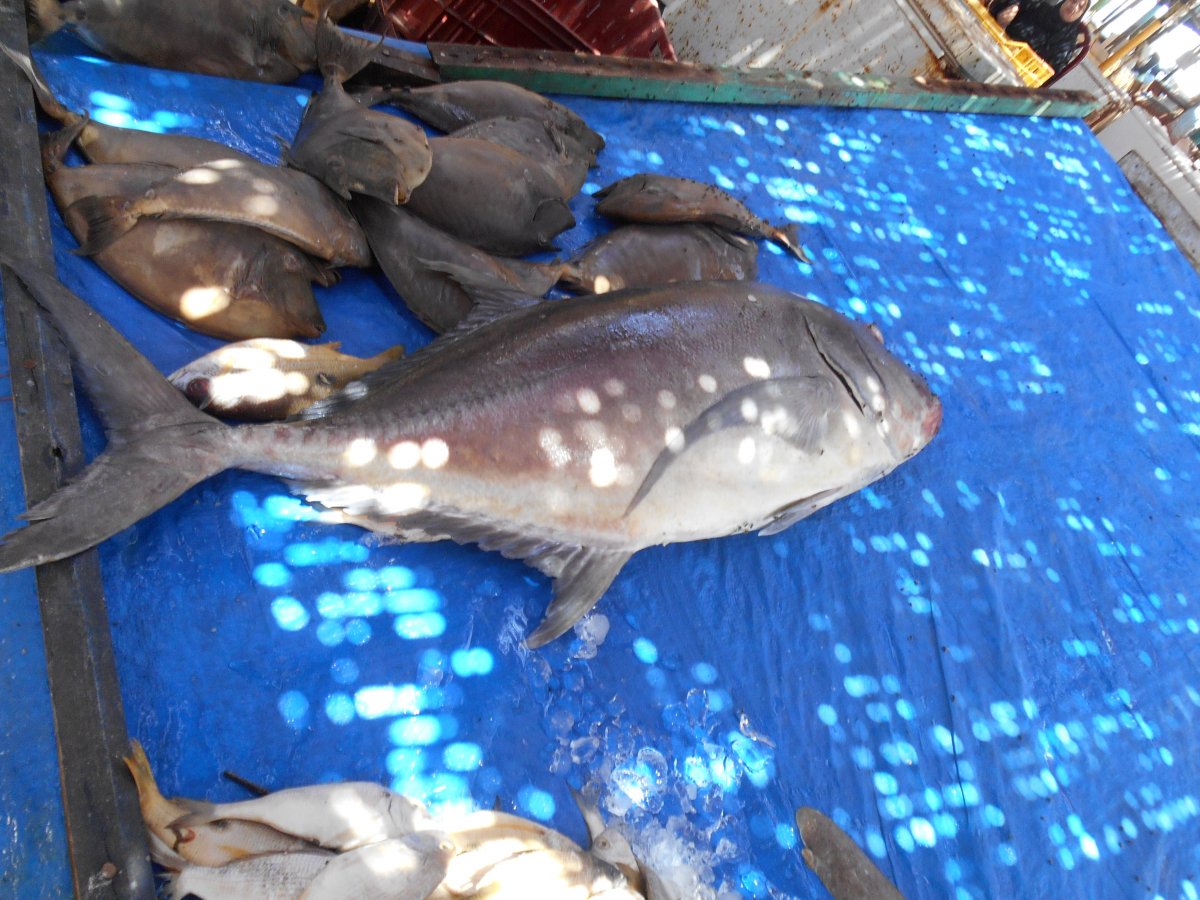 DSCN0216.JPG