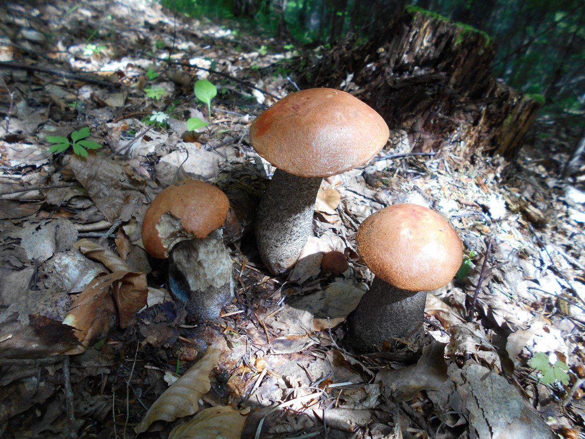 DSCN0258.JPG