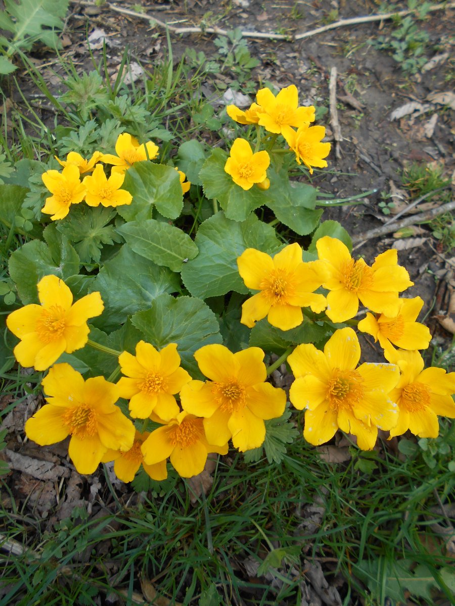 DSCN0810.JPG