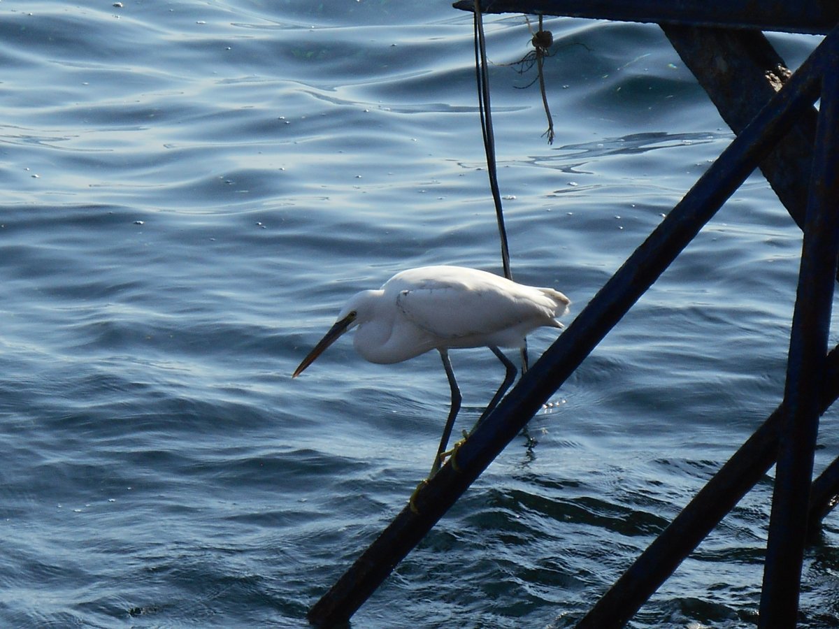 DSCN0976.JPG
