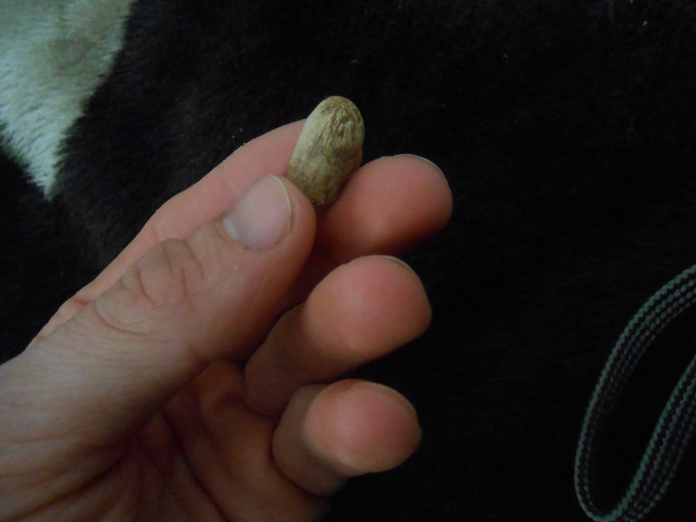 DSCN2294.jpg