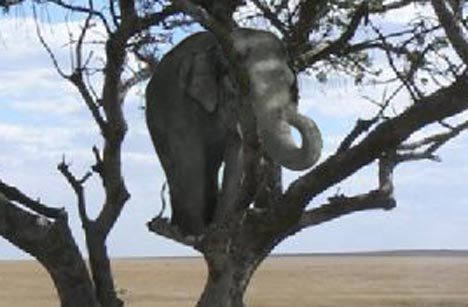 elephant0401_468x307.jpg