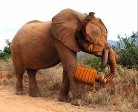 ElephantGasMask.jpg