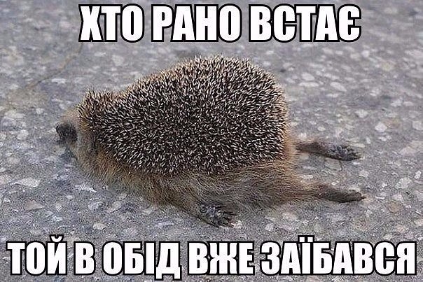 еж.jpg