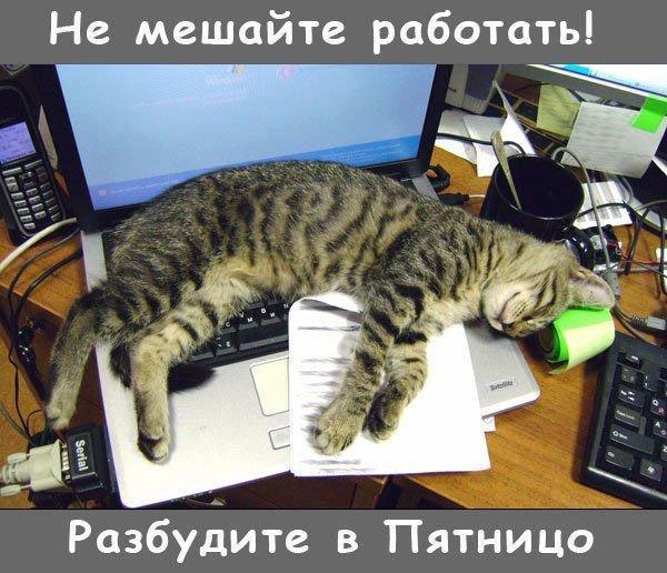 fe54e87ed2793d1cc5ec3b82a745515a_i-788.jpg