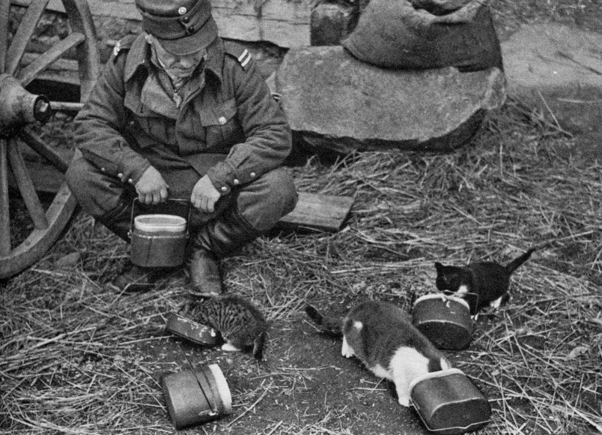 Finnish Soldier and Kittens WWII.jpg