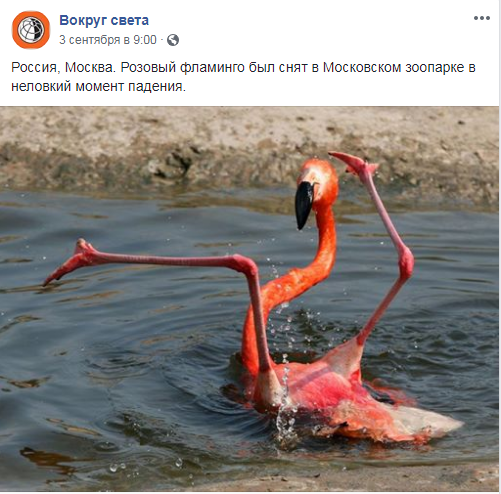 фламинго.png