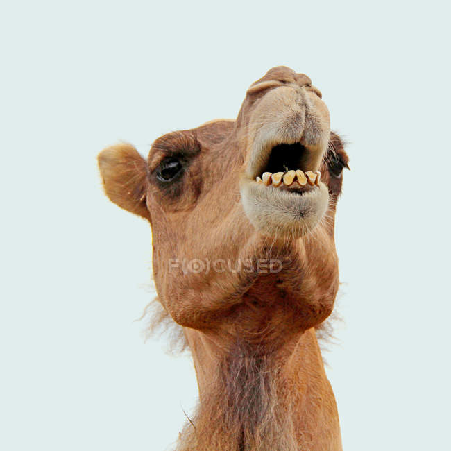 focused_158999964-stock-photo-close-view-camel-muzzle.jpg