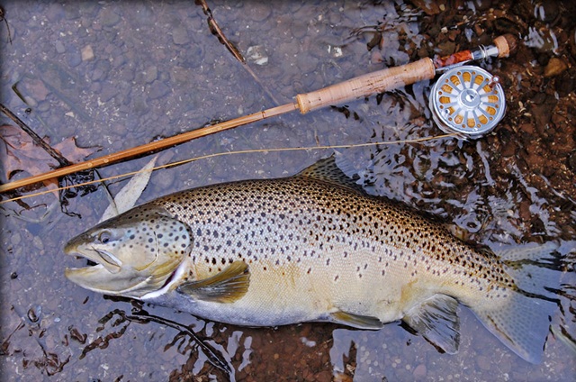 forel2.jpg