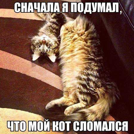 foto_kotov_05.jpg