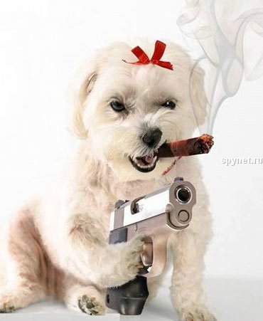 funny_dogs_01.jpg