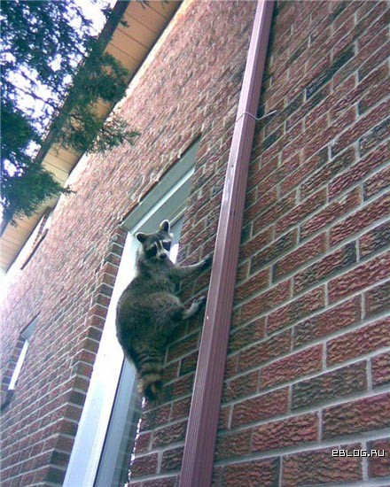funpics04052009_37.jpg