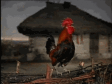 гиф-петух.gif